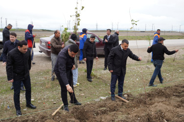 Siyəzən rayonunda "Yaşıl dünya naminə həmrəylik ili" çərçivəsində başlayan ağacəkmə aksiyası davam etdirilir