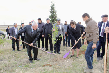8 Noyabr – Zəfər Günü ilə əlaqədar Siyəzən şəhərində ağacəkmə aksiyası təşkil olunmuşdur