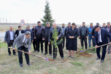 8 Noyabr – Zəfər Günü ilə əlaqədar Siyəzən şəhərində ağacəkmə aksiyası təşkil olunmuşdur