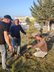 Siyəzən şəhərində  “Konstitusiya və Suverenlik İli”nə həsr olunmuş ağacəkmə aksiyası keçirilmişdir.