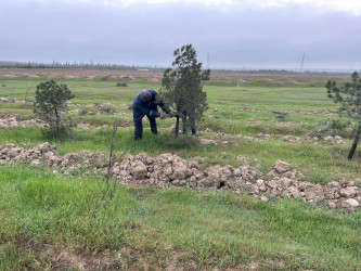 Siyəzən rayonunun şimal girişində abadlıq işləri aparılıb