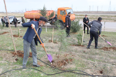 8 Noyabr – Zəfər Günü ilə əlaqədar Siyəzən şəhərində ağacəkmə aksiyası təşkil olunmuşdur